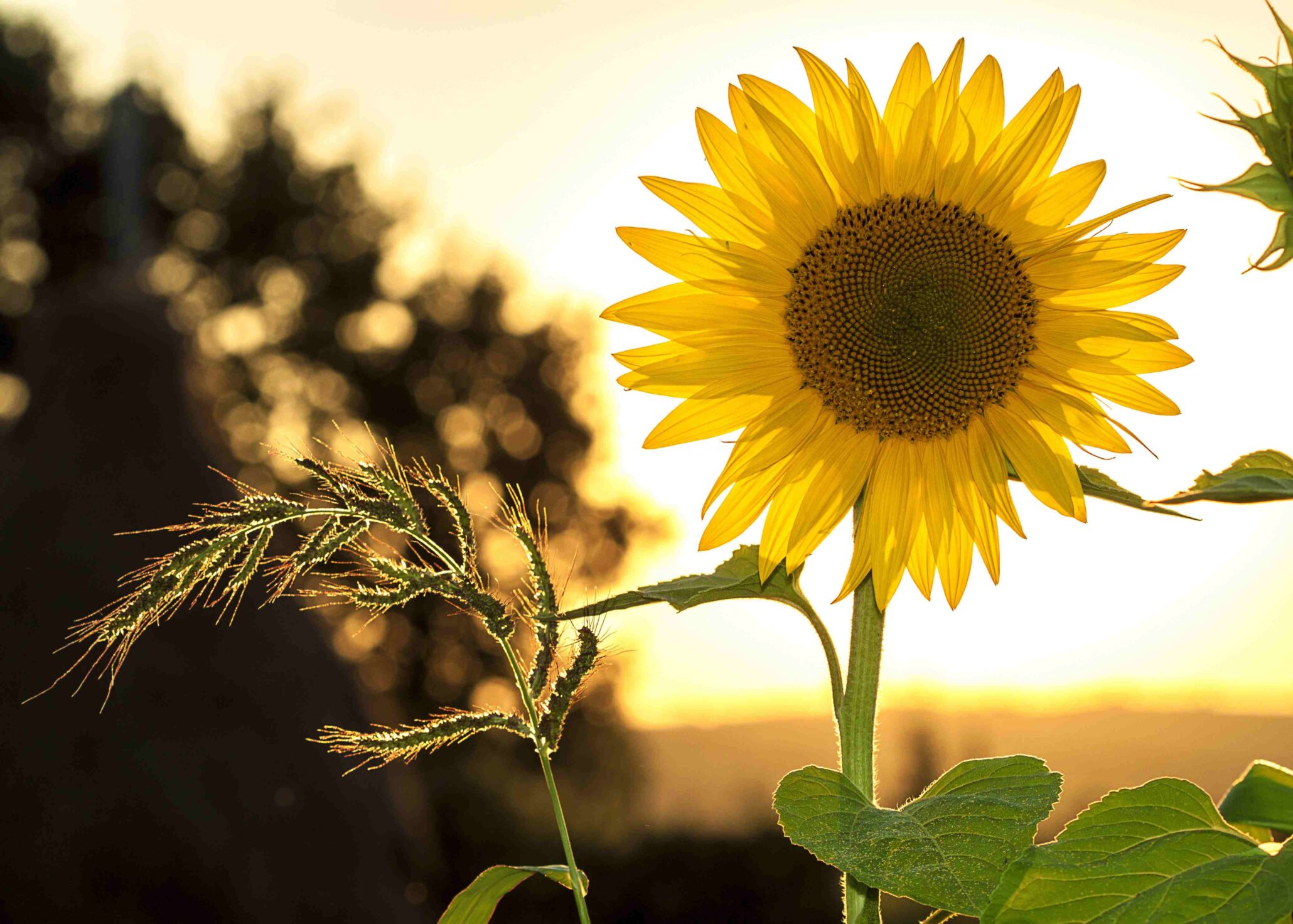 Sunflower in sunlight representing trusted ICB approved provider